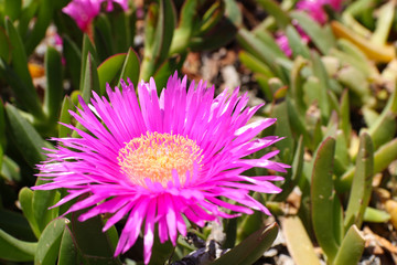 Obraz premium Küstenblume auf Mallorca