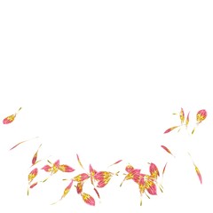 The orchid petals are flying in a circle on isolated white background