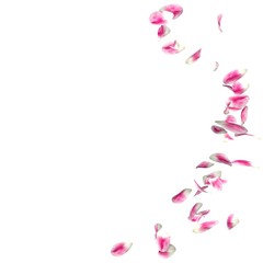 The tulip petals are flying in a circle on isolated white background