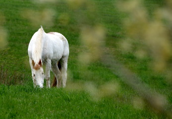 Anweiden, Westernpferd weidet im frischen Gras