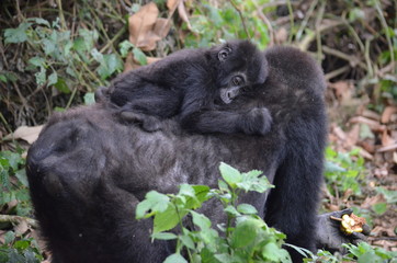 Gorillamutter mit Baby