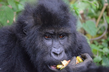 Gorilla beim Fressen