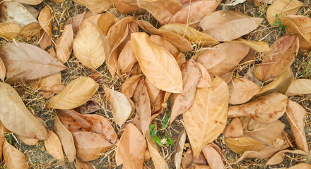 Falling leaf on the floor