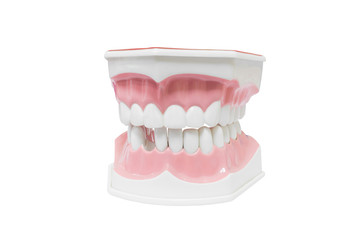 Dental Model of Teeth Isolated on white background clipping path