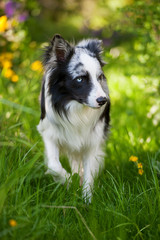 Border Collie