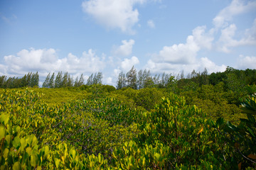   among the Mangrove forest Thailand