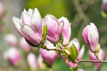 Fototapeta na wymiar Blüten vom Magnolienbaum in der Sonne im Frühling