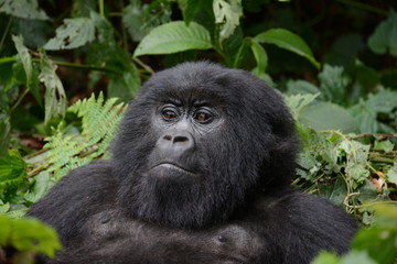 Berggorilla im Virunga Nationalpark