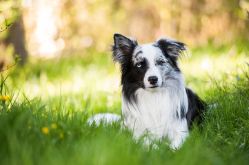Border Collie