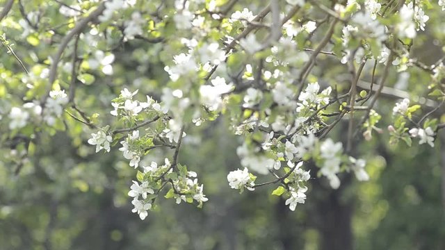 apple tree branch in spring hightlight