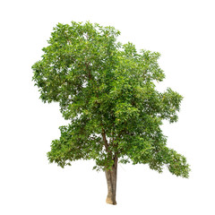 Isolated tree on white background