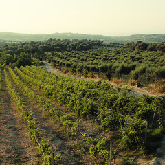 Fototapeta na wymiar Panoramic landscape of a vineyard in Crete, Greece.