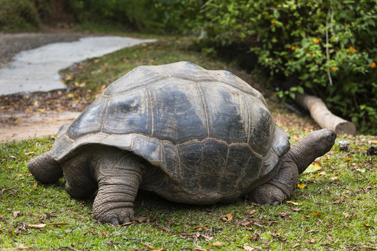 Giant Tortoise, La Digue, Seychelles