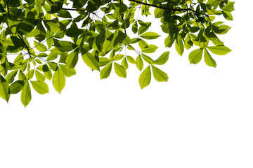 tree branch isolated