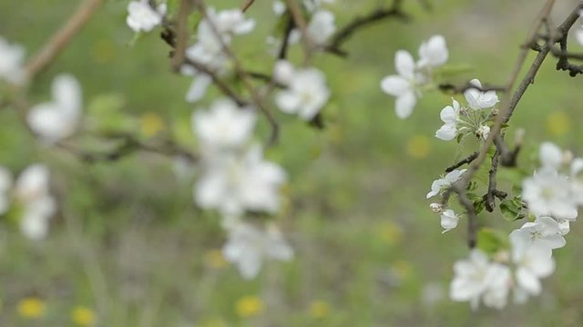 apple tree branch in spring hightlight