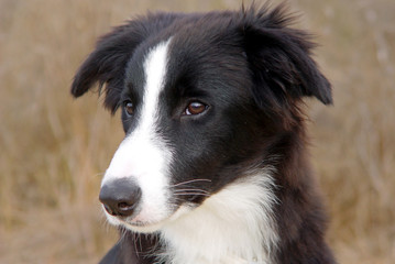 Border Collie Welpe