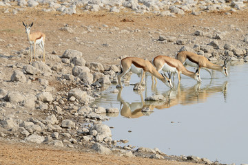 Gazelle, Etosha National Park, Namibia