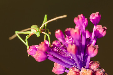 Orchidea