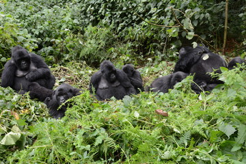 Gorillafamilie (groß)