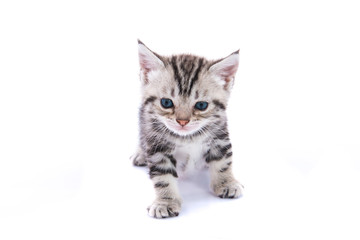 Cute american shorthair cat isolated