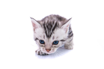 Fototapeta na wymiar Cute american shorthair cat isolated