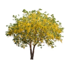 Washable wall murals Trees Isolated shower tree on white background