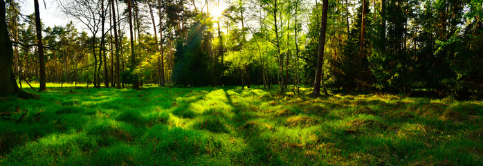 Panoramic view of forest at sunset