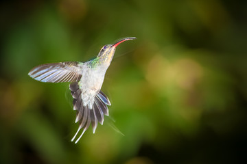 Green Hermit (Phaethornis guy), Rara Avis, Costa Rica
