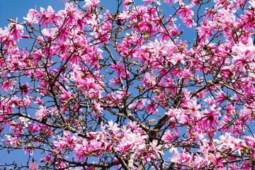 Magnolia à fleurs roses