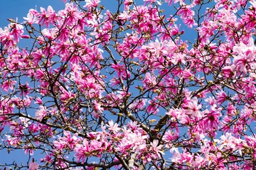 Photo sur Plexiglas Magnolia Magnolia à fleurs roses