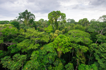 Obraz premium Amazoński las deszczowy w rezerwacie Tambopata w Peru