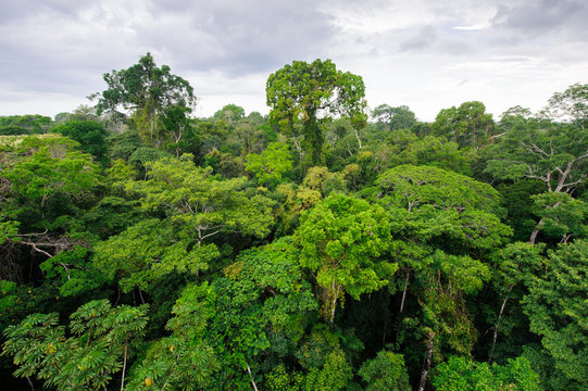 Fototapeta Amazon rainforest in Tambopata reserve, Peru