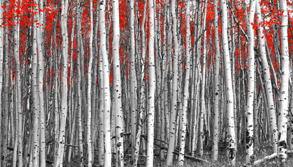 Naklejka premium Czerwone liście w czarno-biały krajobraz lasu