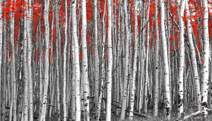 Schilderijen op glas Red leaves in a black and white forest landscape © deberarr