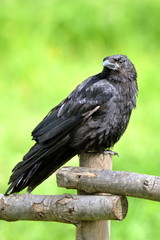 Corneille dans un pré, sur une barrière en bois