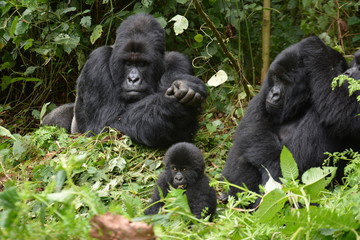 Gorillababy beim Spielen