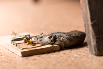 Mouse in the mouse trap