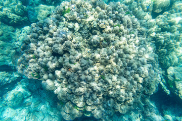 hard of coral reef underwater sea
