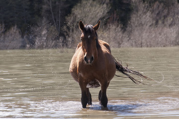 Caballos libre, Pirineos Aragones, España 