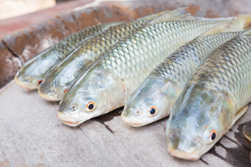 Freshwater fishes susceptible host of opisthorchis viverrini