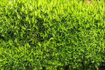 Bright green moss. Early spring, moss young