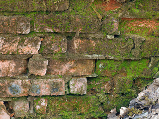 Moss on old brick wall. Lots of moss 