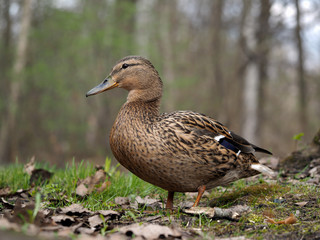 Duck walks in the woods. Spring. Portrait of duck 