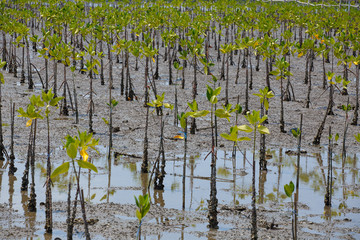 At low tide the mangrove forests.