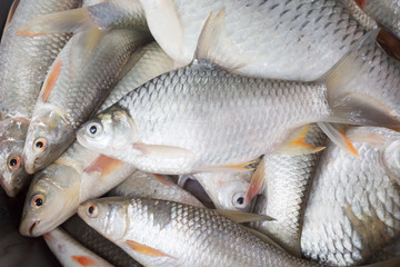 Freshwater fishes susceptible host of opisthorchis viverrini
