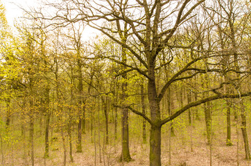 Landschaft, Wald, Park im Frühling