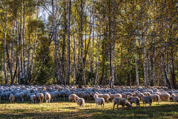 Obraz premium herd of funny cute sheep grazing near green forest 