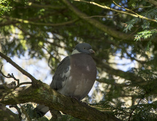 Juvenile Woodpigeon (Columba Palumbus) in a tree in the south of Scotland. Image was shot on a bright day in spring.