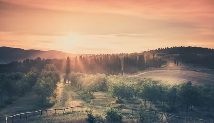 Fototapeten Sunrise over olive field © Maciej Czekajewski