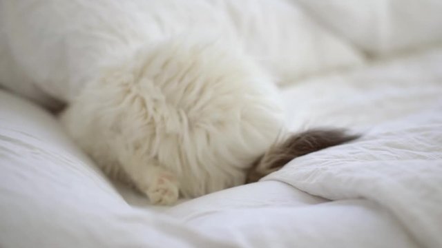 Frightened Cat Hiding Under The Pillow